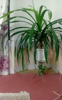 فروش گل