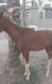 اسب بن طوطی
