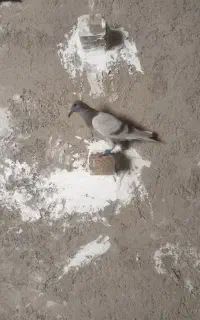 کفتر لایه جوجه آلمانی  و سبز نر آلمانی