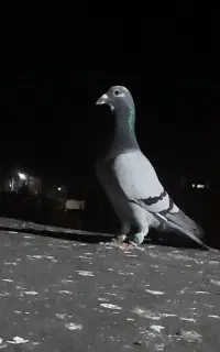 کفتر گمشده