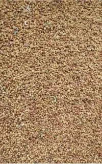 بذر یونجه مائوپا اصل تضمینی