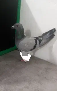 پلاکی پیدا شده