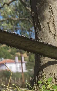 قطع درخت و حرص درخت