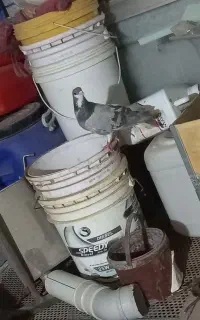 کفتر دمگیر