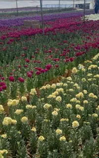 استخدام زوج افغان در گلخانه با جای اسکان