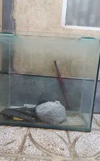 آکواریوم سالم