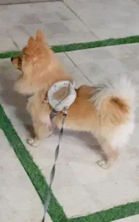 پامر روباهی جهت کشش