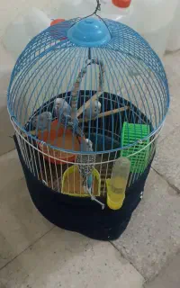 مرغ عشق جفت با قفس