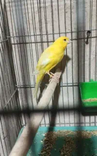 قناری بخون رسمی بلند