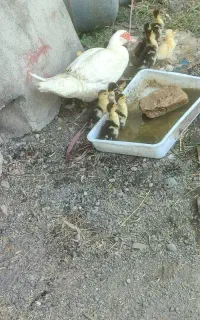 جوجه اردک اسرائیلی