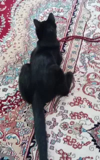 گربه