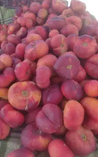 شلیل(آلو انجیری)