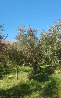 کارگرخانوم