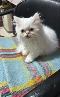 بچه گربه نژاد اصیل پرشین