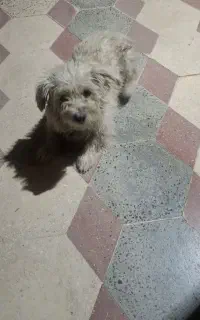 سگ باهوش