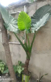 گل بابا آدم