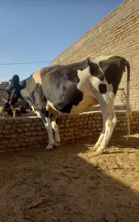 گوساله‌ماده