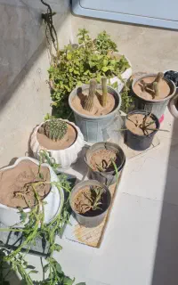 ۱۱تا گلدان باهم