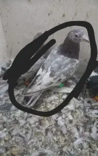 کبوتر