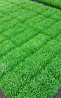 تیم نشا سبدی، رایگان فریدونکنار