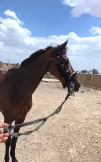 اسب مادیون سن ۵سال