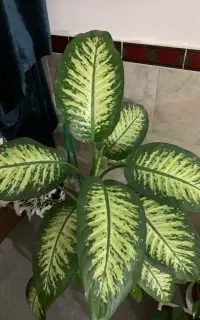 گل دیفن ماده سرحال