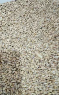 مقدار گندم. وجو میخوام