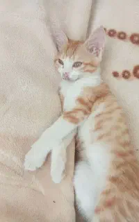 گربه ناز