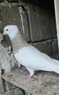 طوقی نر گمشده