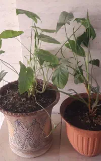 ۲تاگلدون،باگل گوش گرگی وگلدون سفالی،فروش