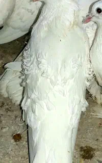 یکجایی کبوتر زاغ راعبی دمچتری زردی دوکاکله بخاراء