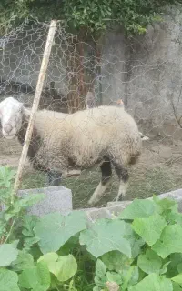 گوسفند