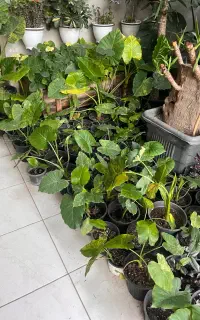 با قیمت توافقی یکجا فروش