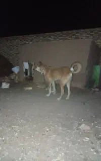 توله سرابی 7ماهه