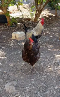مرغ و خروس فروشی