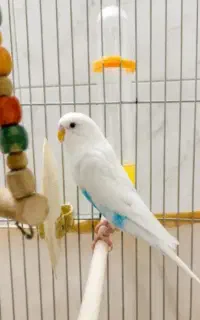مرغ عشق سخنگو