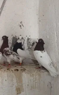 کبوتر