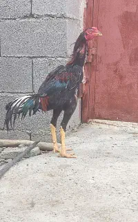 لل اصل نصب دار
