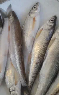 ماهی کولی درشت وماهی شور