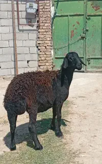 بره ماده قره قزل و قزل افشاری