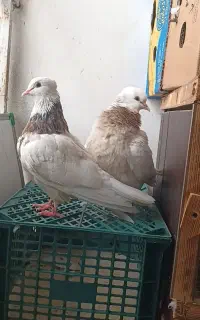 کبوتر طوقی نر و ماده