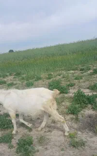 نر بز ، بز ، سانن، بزغاله