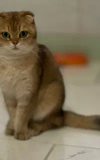 ماده اسکاتیش گلد بالغ