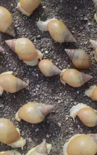 حلزون