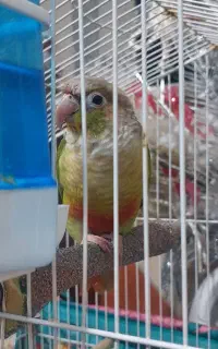 طوطی گرینچیک رام وسخنگو