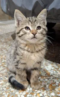 واگذاری رایگان بچه گربه