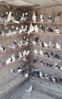 کفترپرشی
