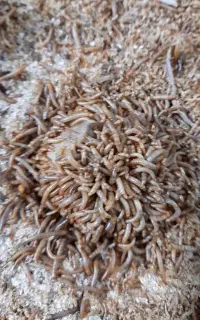 میلورم زنده و خشک ،سوسک و کود