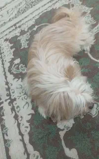 پاکوتا