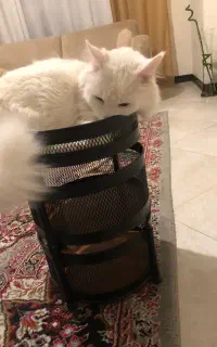 گربه